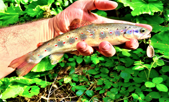 Kırmızı benekli alabalıkların nesli tükeniyor.
