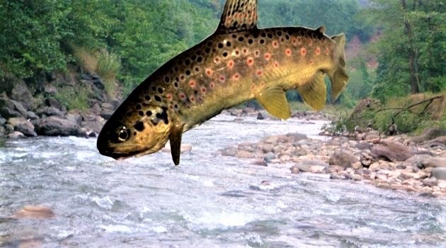 Yapı Kredi'den biyolojik çeşitliliği korumak için destek