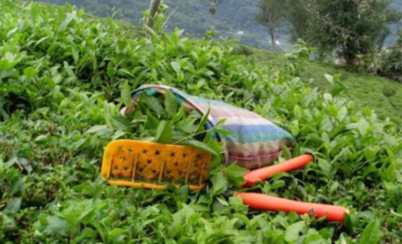 Rize Çay Toplama ve Korona 