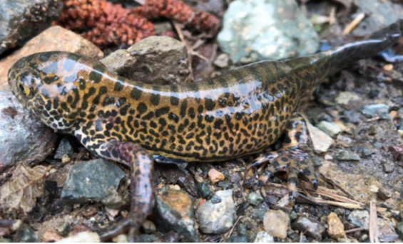 Hemşin'de İlkez Görüldü..